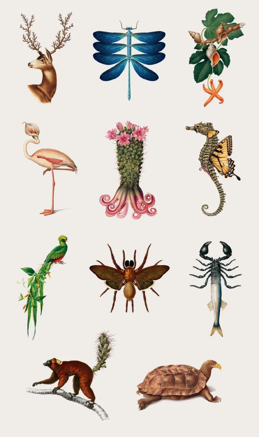 他把各种动植物混合在一起,拼成复古风插图,创意十足|插图|艺术家