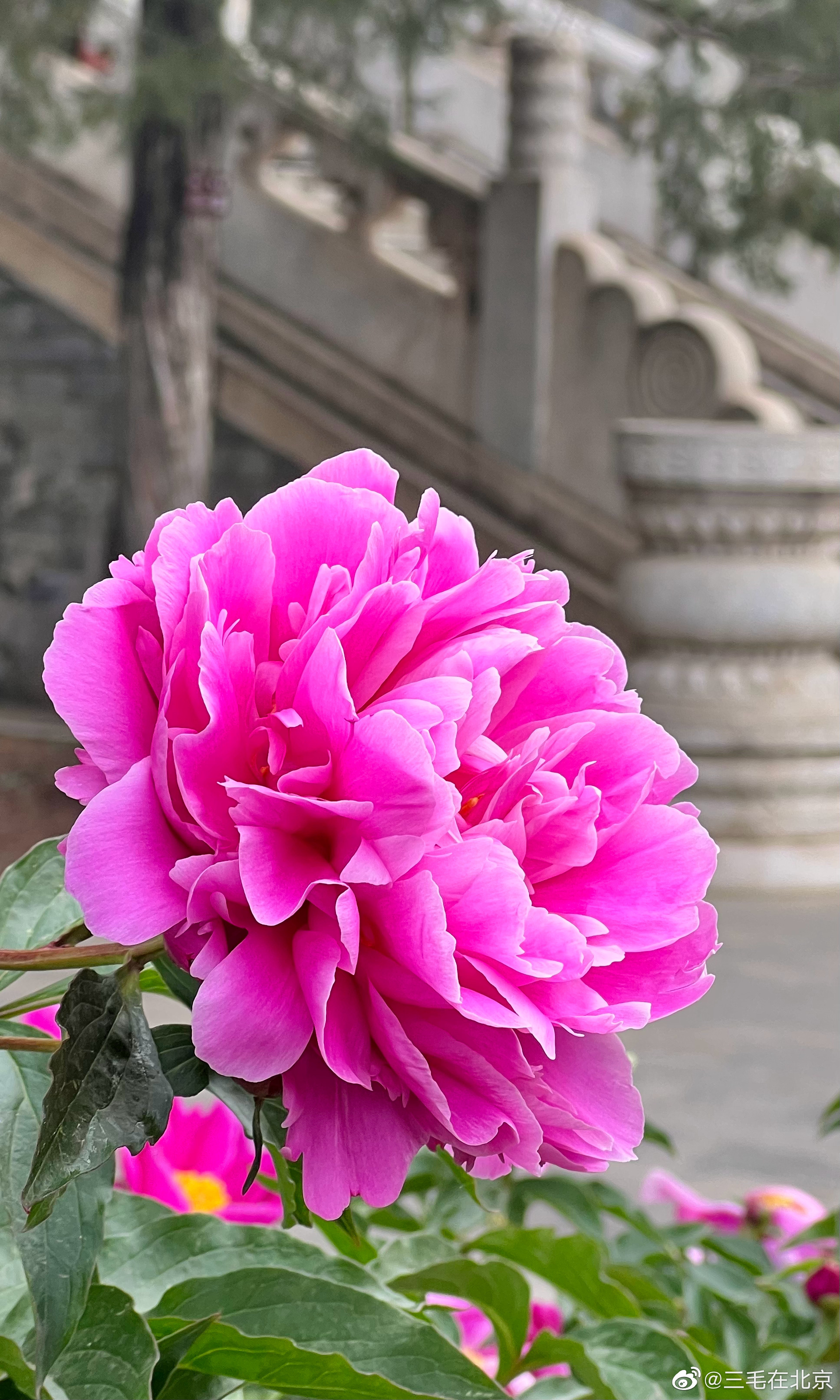 颐和园 佛香阁 芍药花 摄影