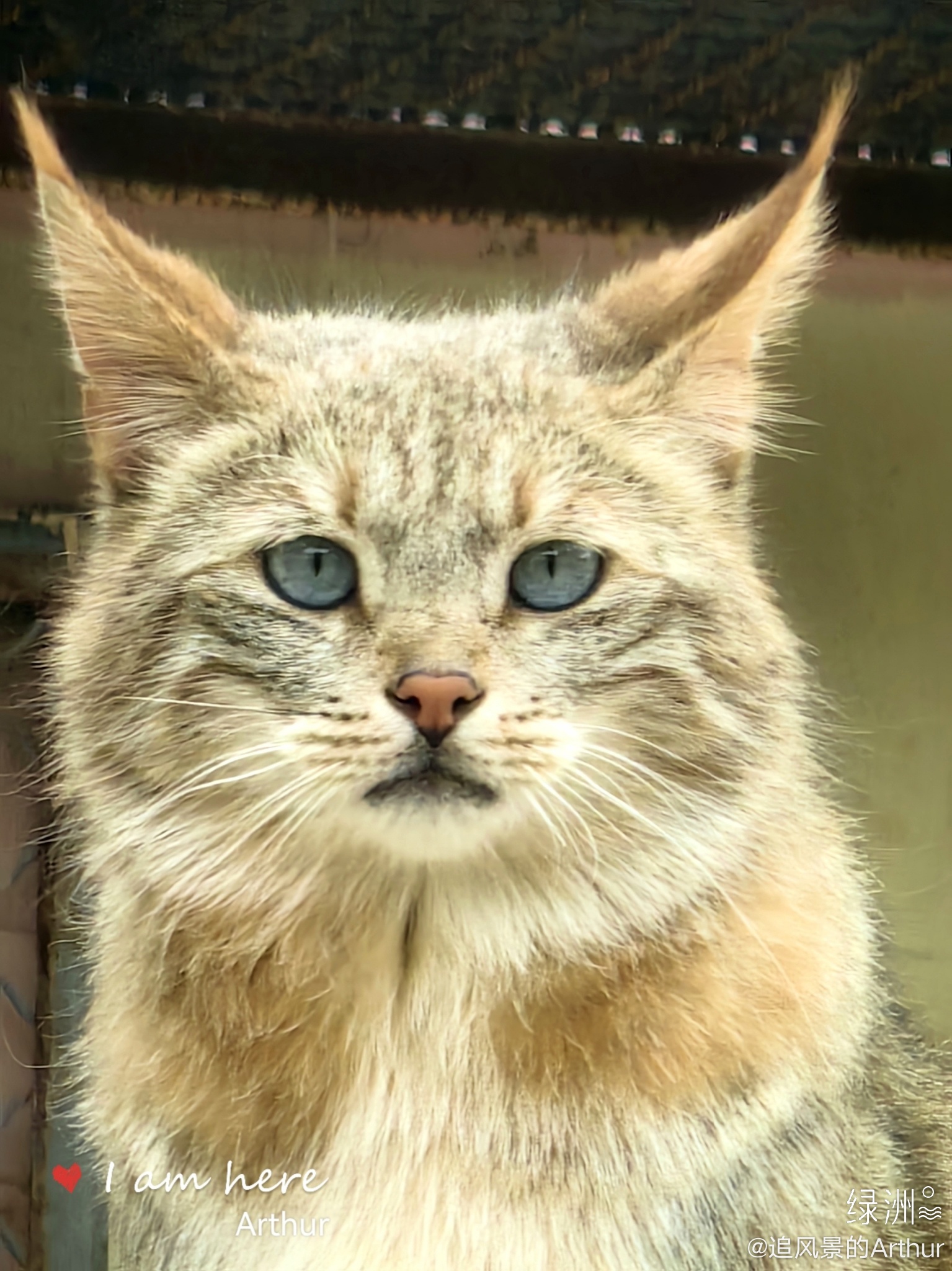 哪位大神知道这个尖耳朵猫叫啥_高清图集_新浪网