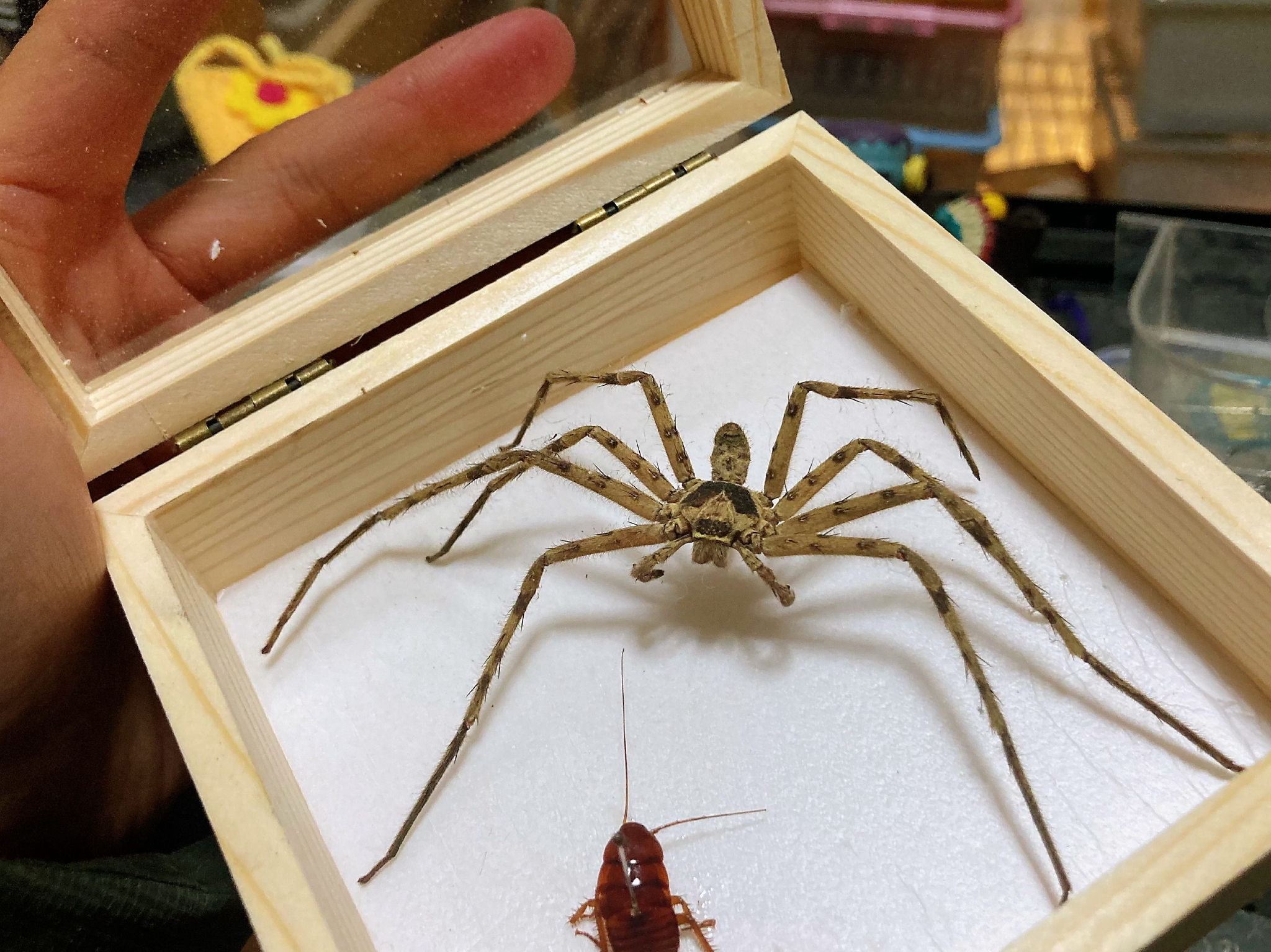 白额高脚蛛|高脚_新浪新闻