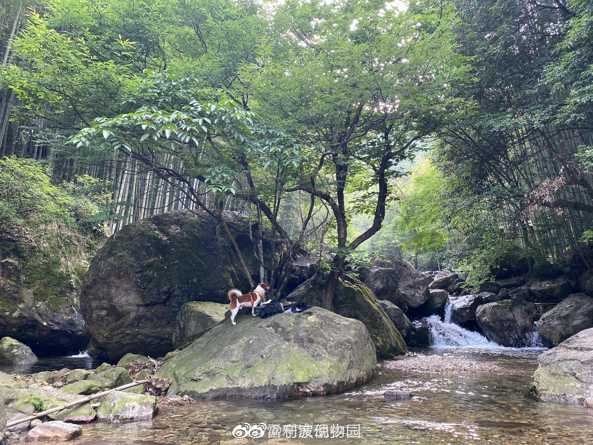 投稿:中坡山森林公园 这才是夏天该有的样子吧 又|中坡|森林公园|投稿