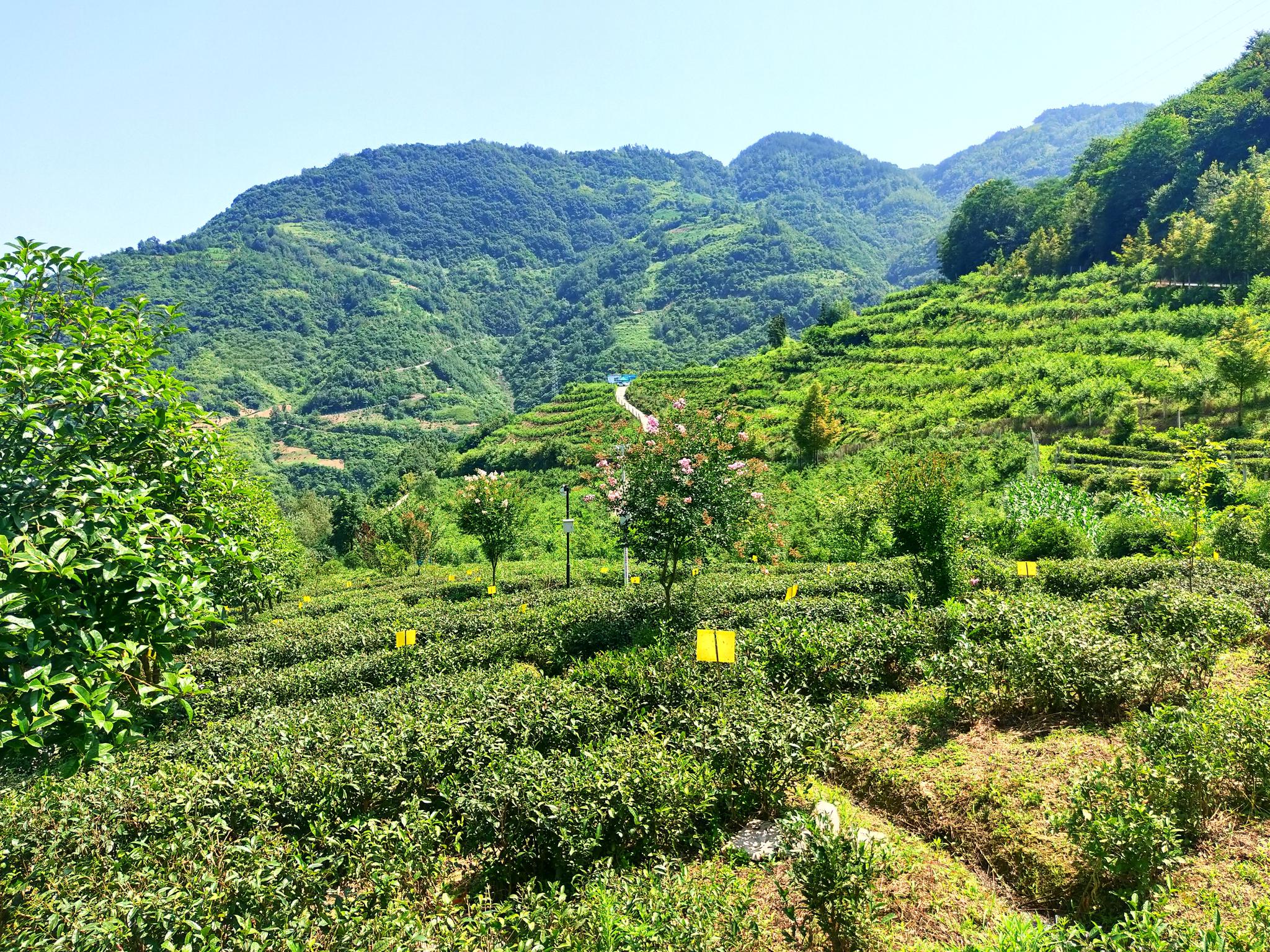 紫阳富硒茶 走出阳光富民路
