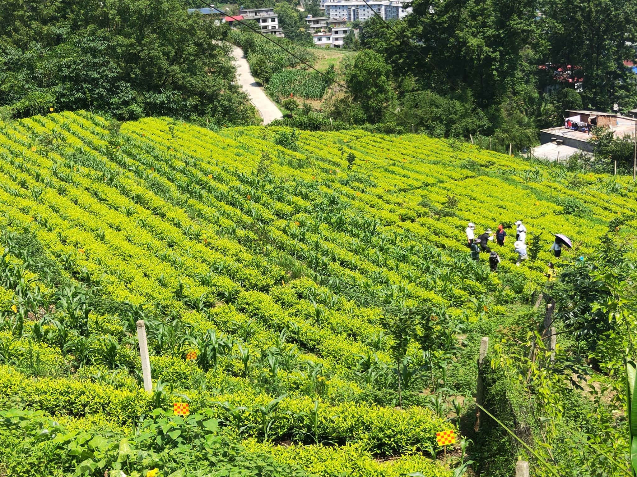 紫阳富硒茶走出阳光富民路