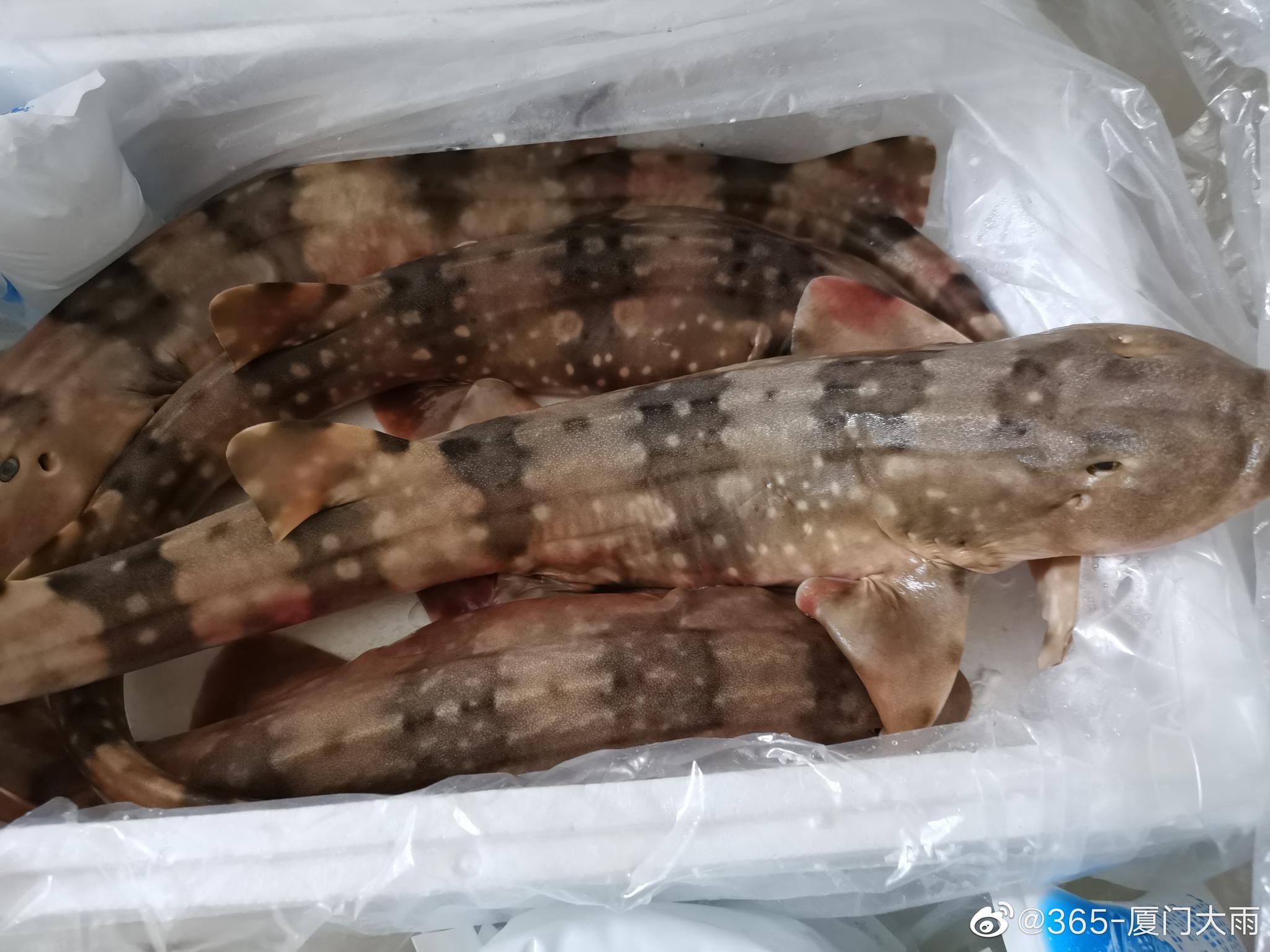 狗鲨一鱼两吃:鱼肉清蒸,鱼头和骨头煮作酸菜汤或酸笋汤.