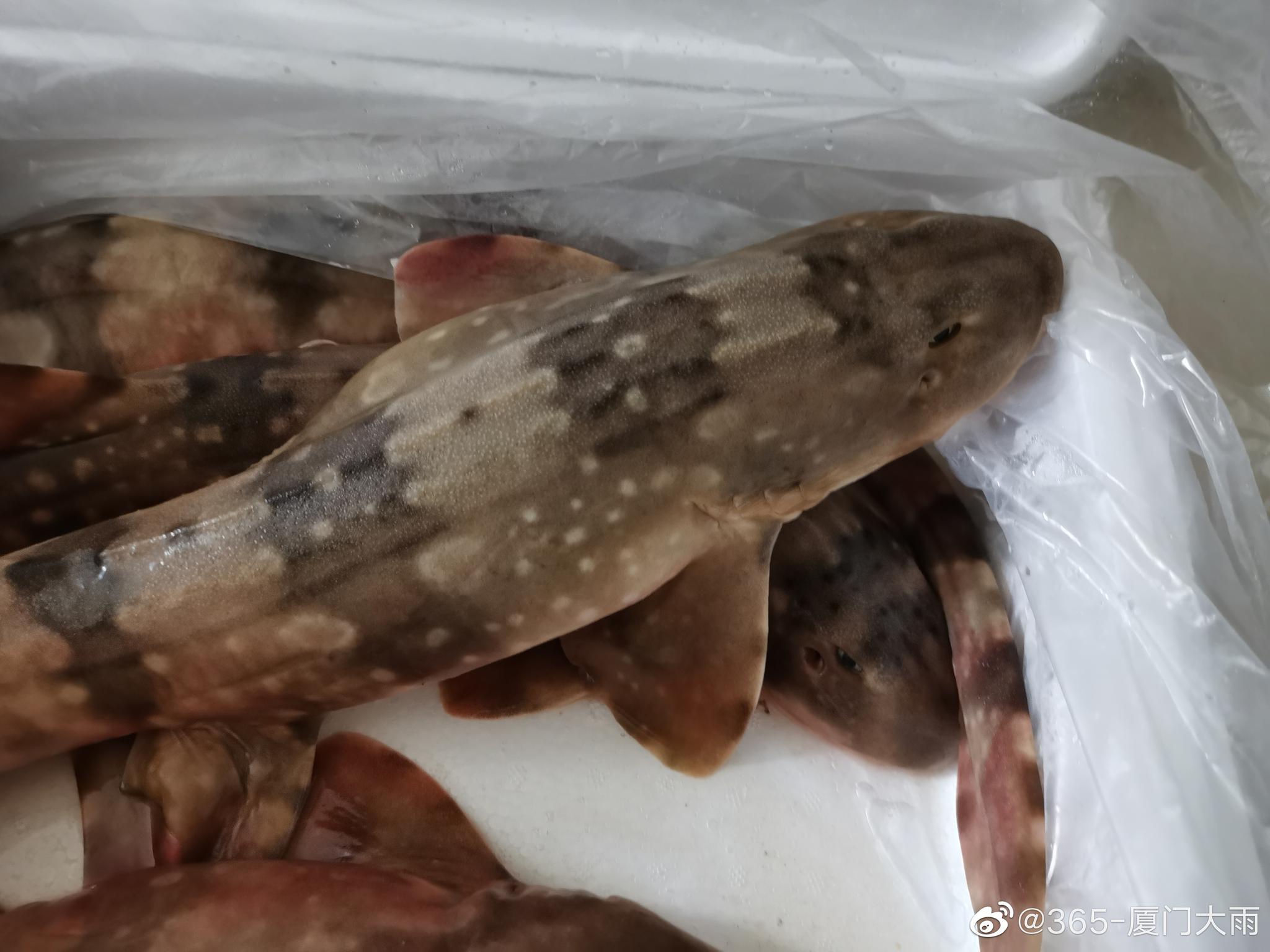 今晚处理这些海鲜,准备怎么吃呢