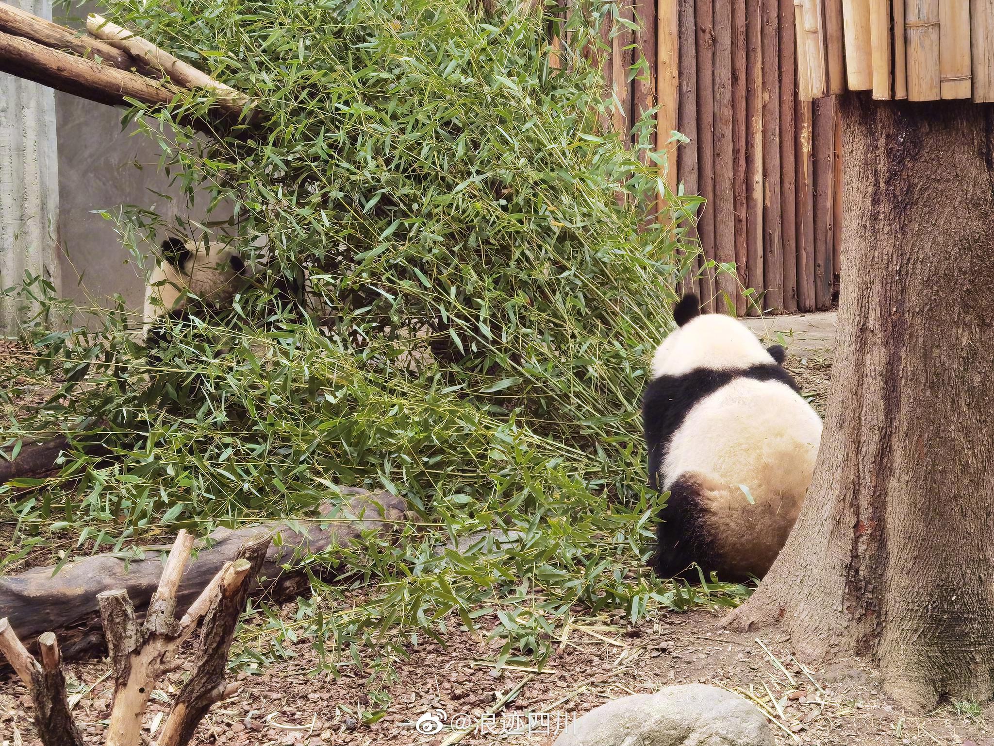 浪迹君尖去看熊猫了,真的无一例外都是背面!摔!