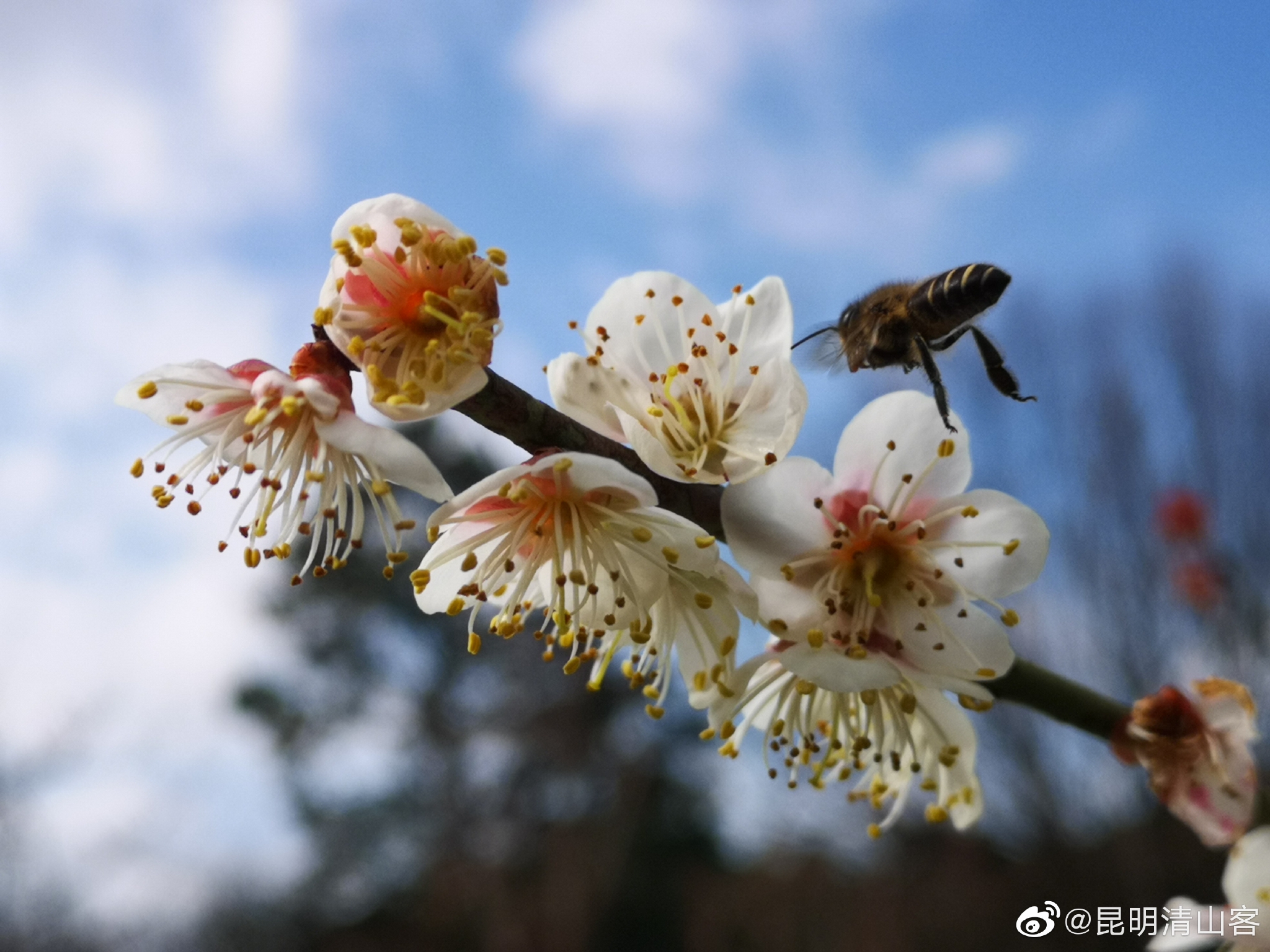 昆明黑龙潭公园第二十六届梅花展