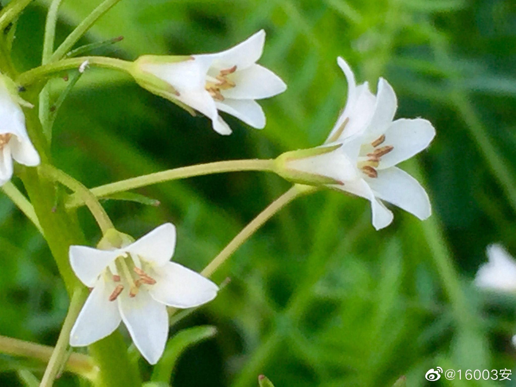 泽珍珠菜,又名星宿花……__财经头条