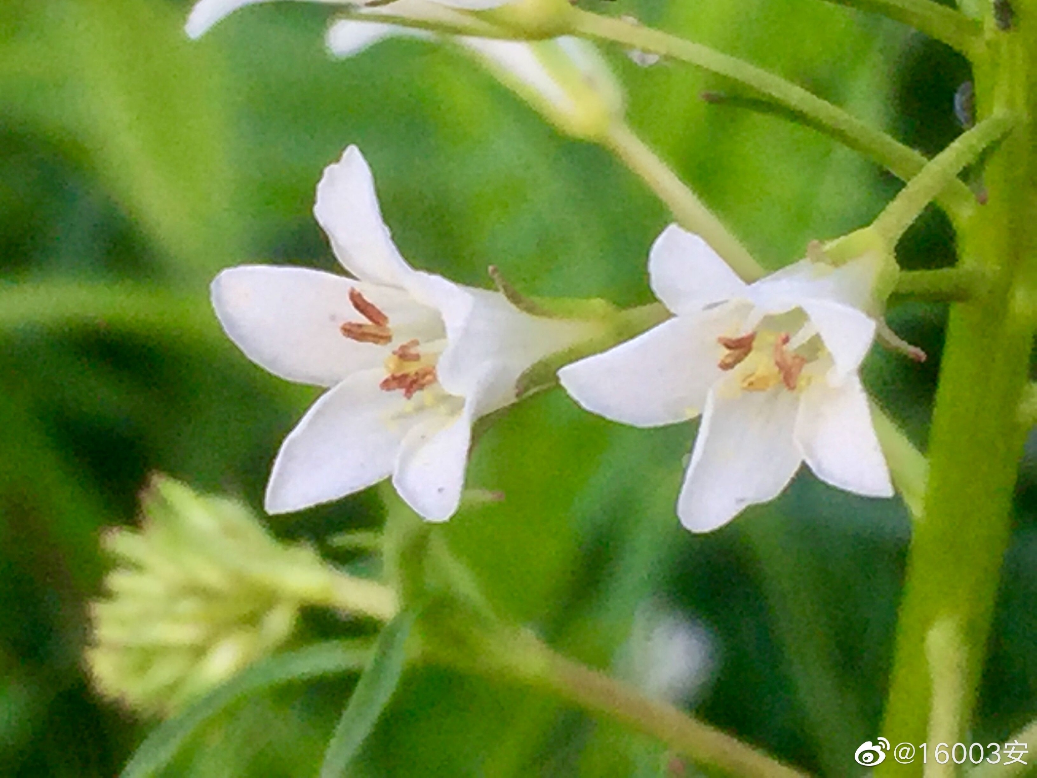 泽珍珠菜,又名星宿花……__财经头条