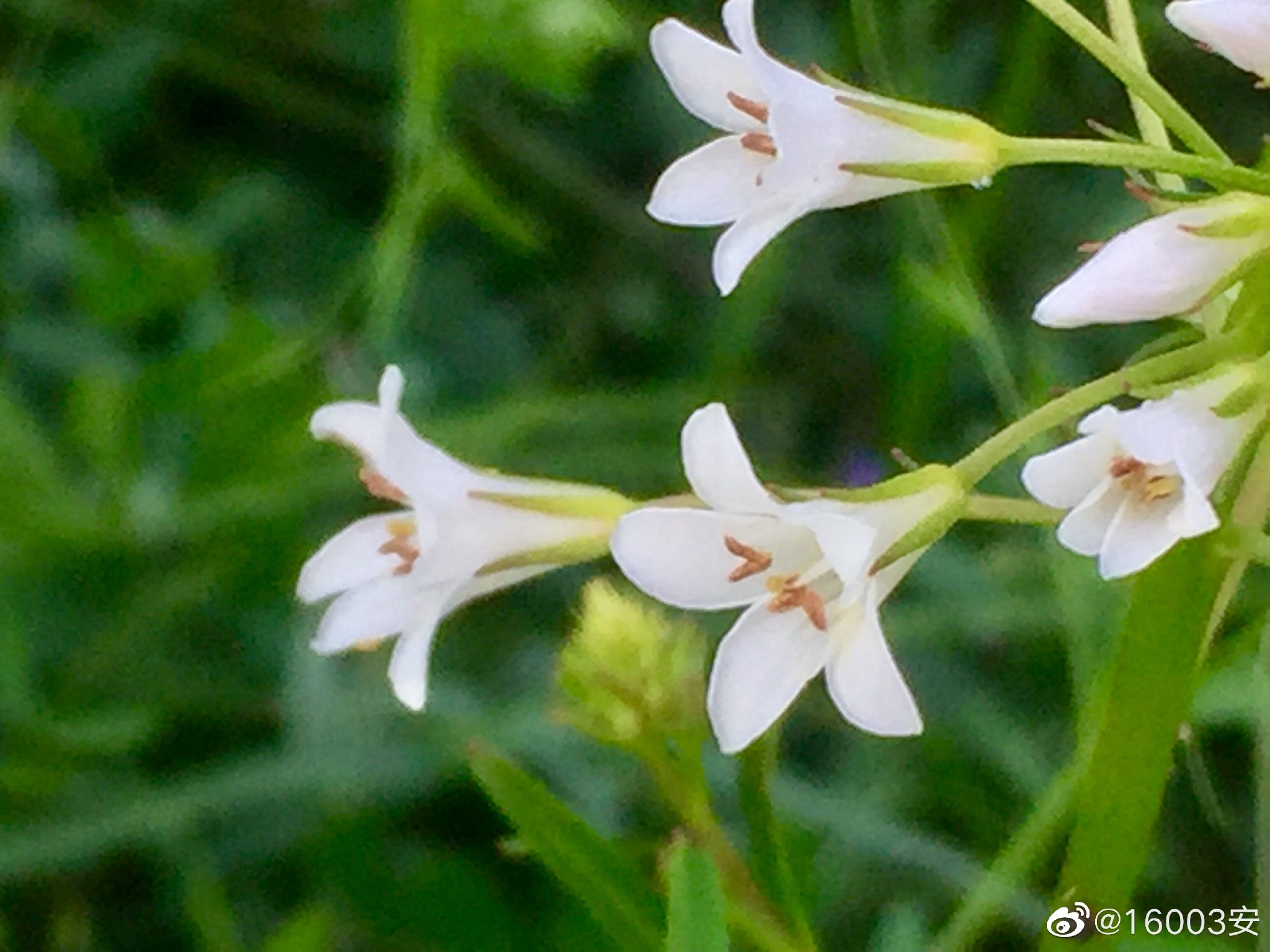 泽珍珠菜,又名星宿花……__财经头条