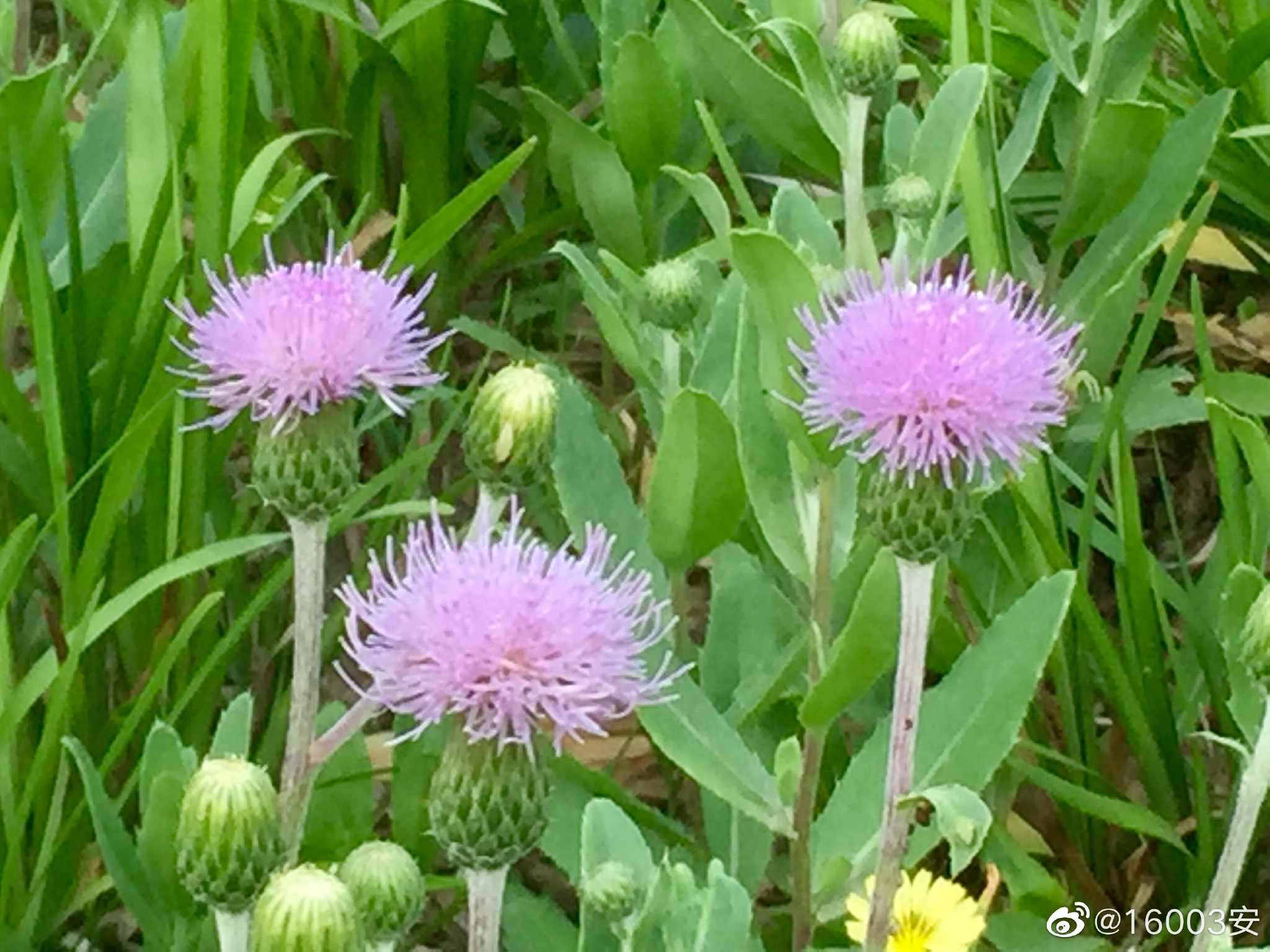小名大刺儿菜,一个泼辣带刺的乡间美人……__财经头条