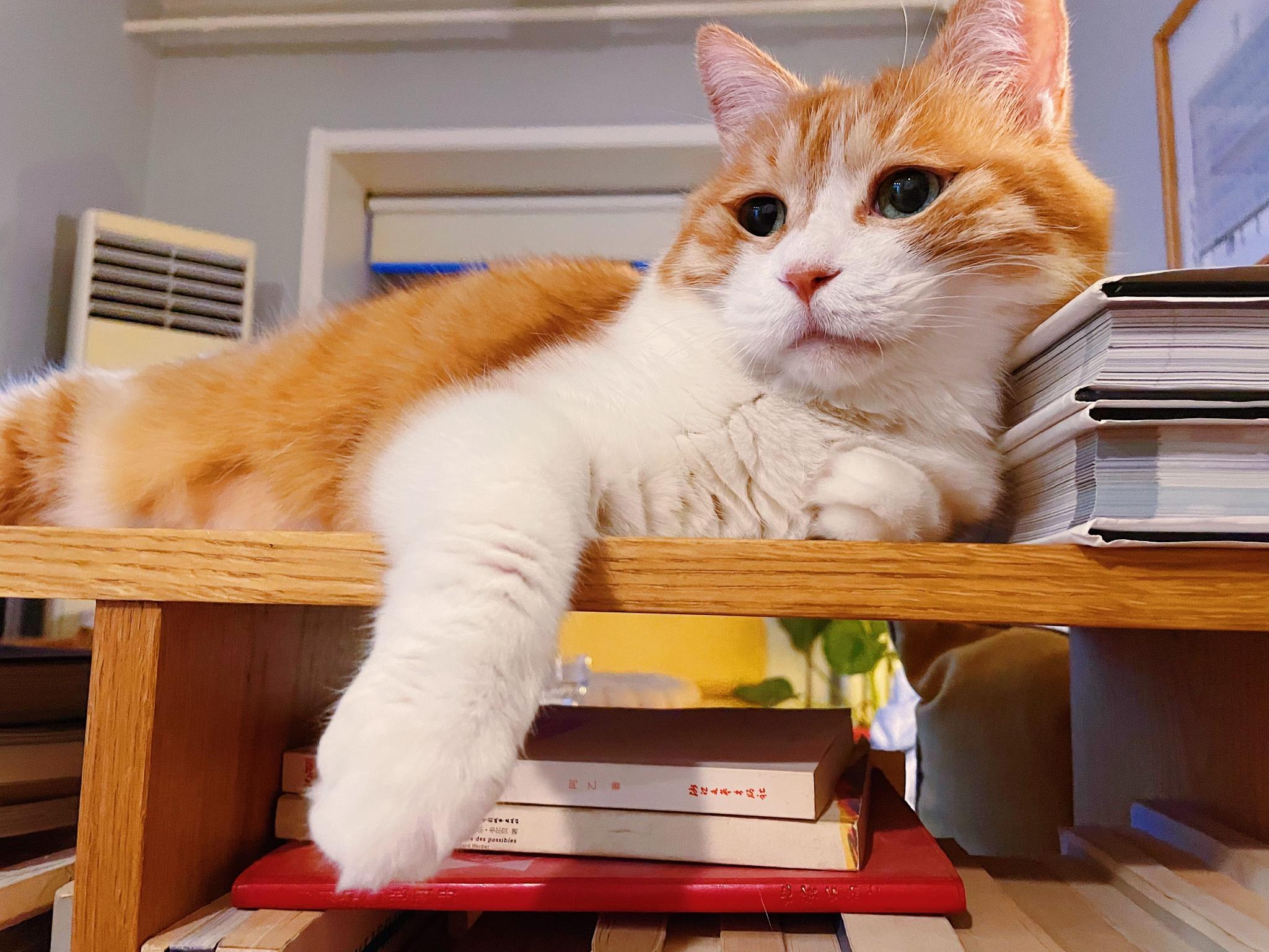 不合适的照片不要拍|黄猫_新浪新闻