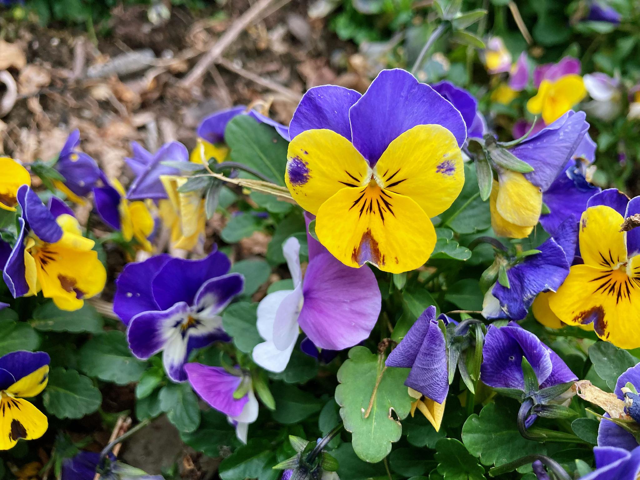 三色堇violatricolor