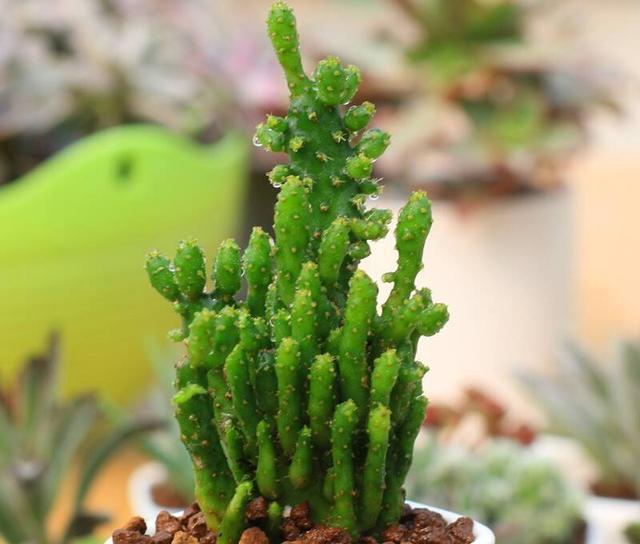 多肉中的摇钱树姬珊瑚这么养活力无限青春永驻