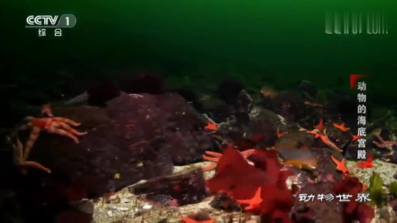 热点 凶残海星入侵胶州湾 吃货部队申请出击 专家 可以吃 但是 热点 凶残海星入侵胶州湾 吃货部队申请出击 专家 可以吃 但是
