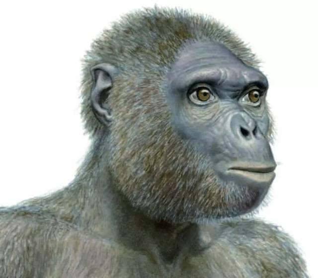 人类的起源人猿篇猿猴是怎样向人类进化的