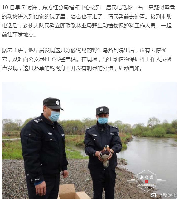 落单鸳鸯 寻爱 误入民宅森警助其回归自然 高清图集 新浪网 落单鸳鸯 寻爱 误入民宅森警助其回归自然 高清图集 新浪网