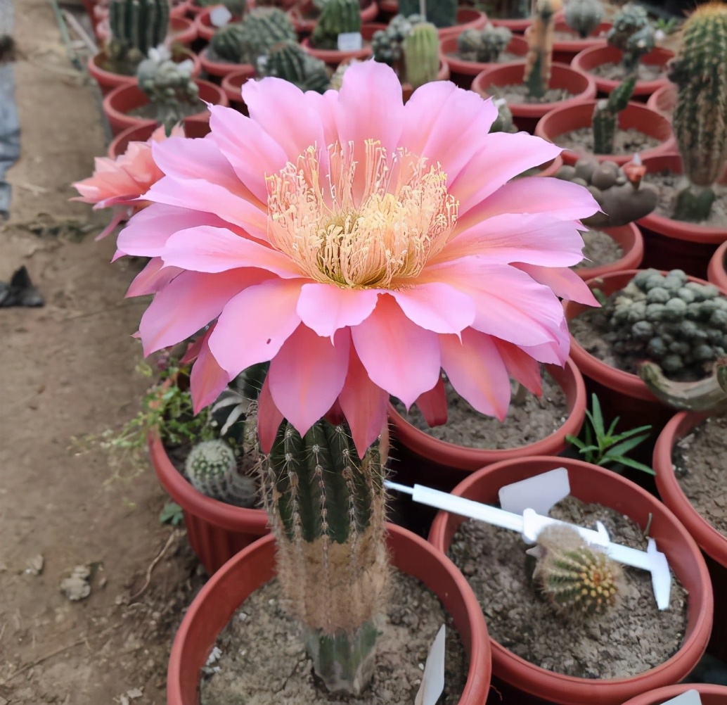 大花飞碟,单花直径二十公分,适合室内养|仙人球|飞碟|公分_新浪新闻