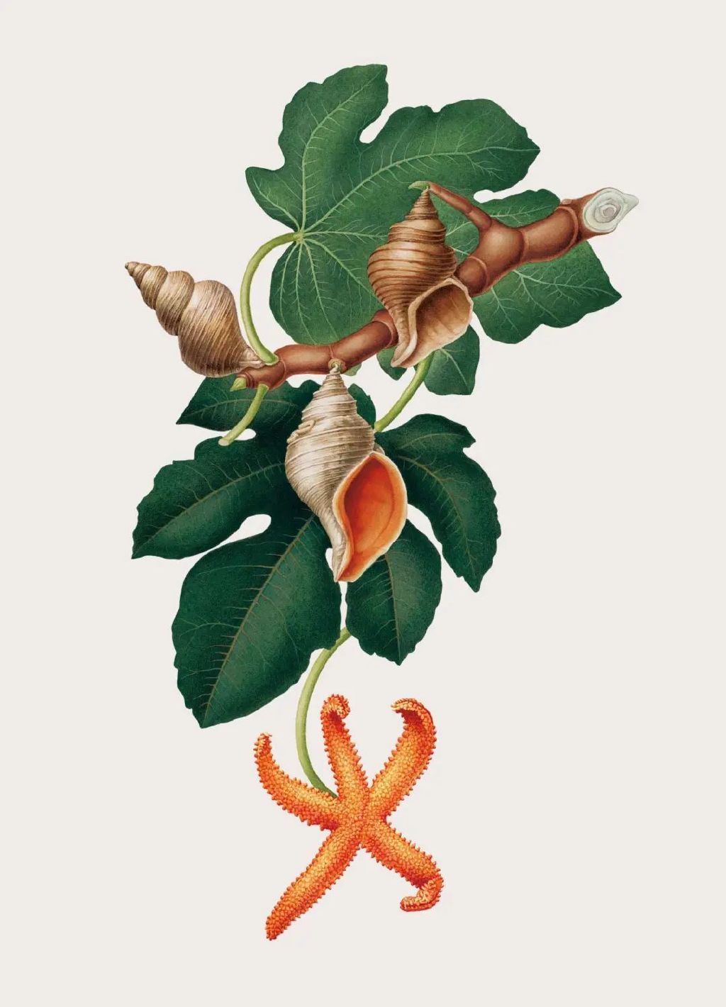 他把各种动植物混合在一起,拼成复古风插图,创意十足|插图|艺术家