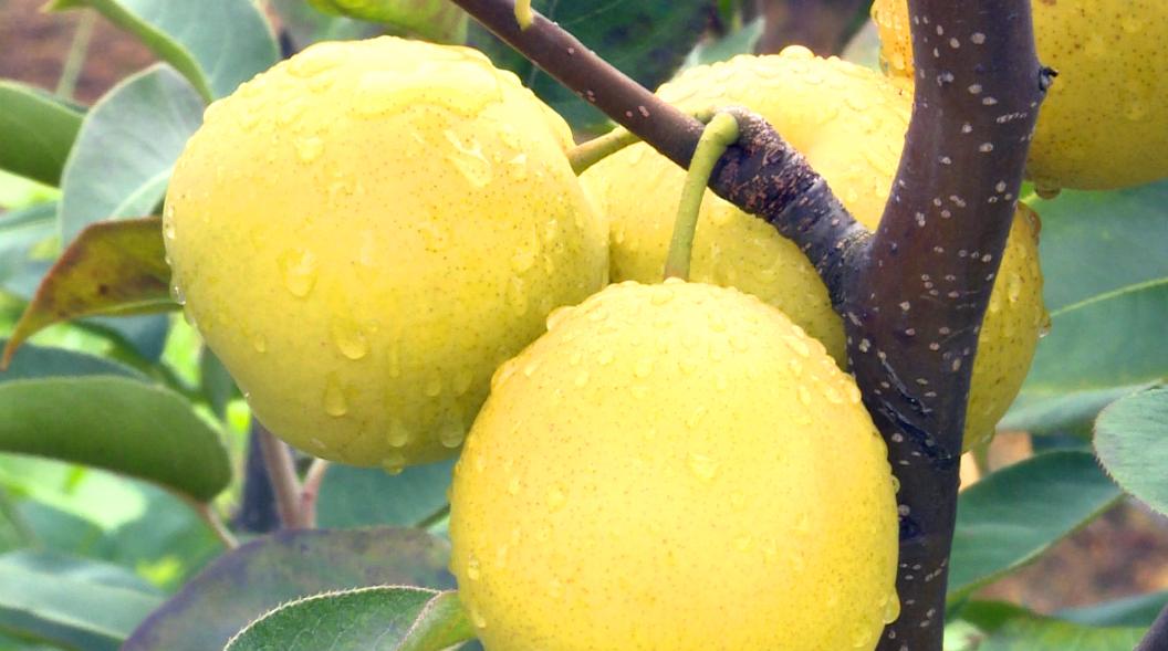 泸西县羊格黑村:高原梨结致富果|高原|泸西县|致富_新浪新闻