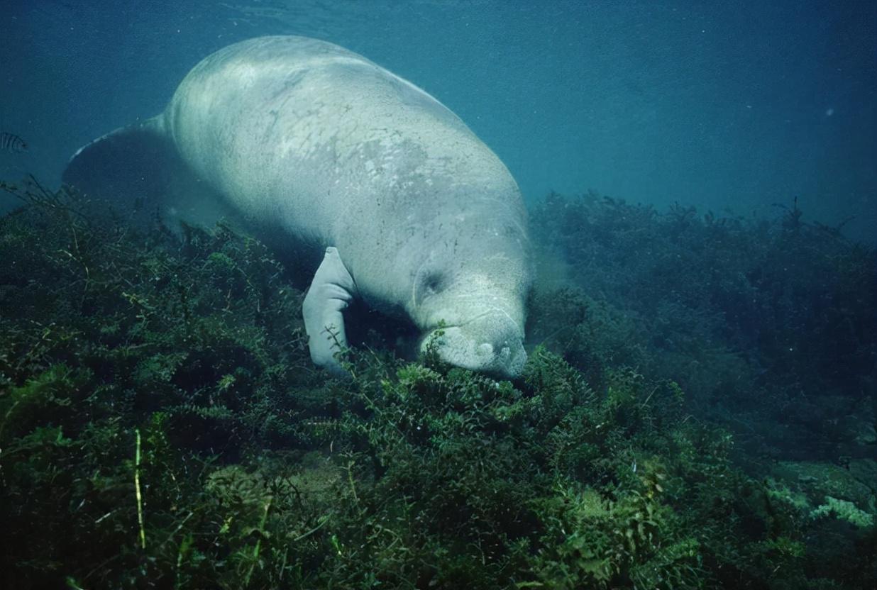 密密麻麻！英国海滩出现大量生物尸体，目击者：看完头皮发麻休闲区蓝鸢梦想 - Www.slyday.coM