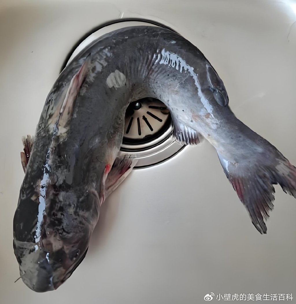 菜市场这俩鱼别认错！鮰鱼凌波鱼咋区分？从挑到做一篇全懂
