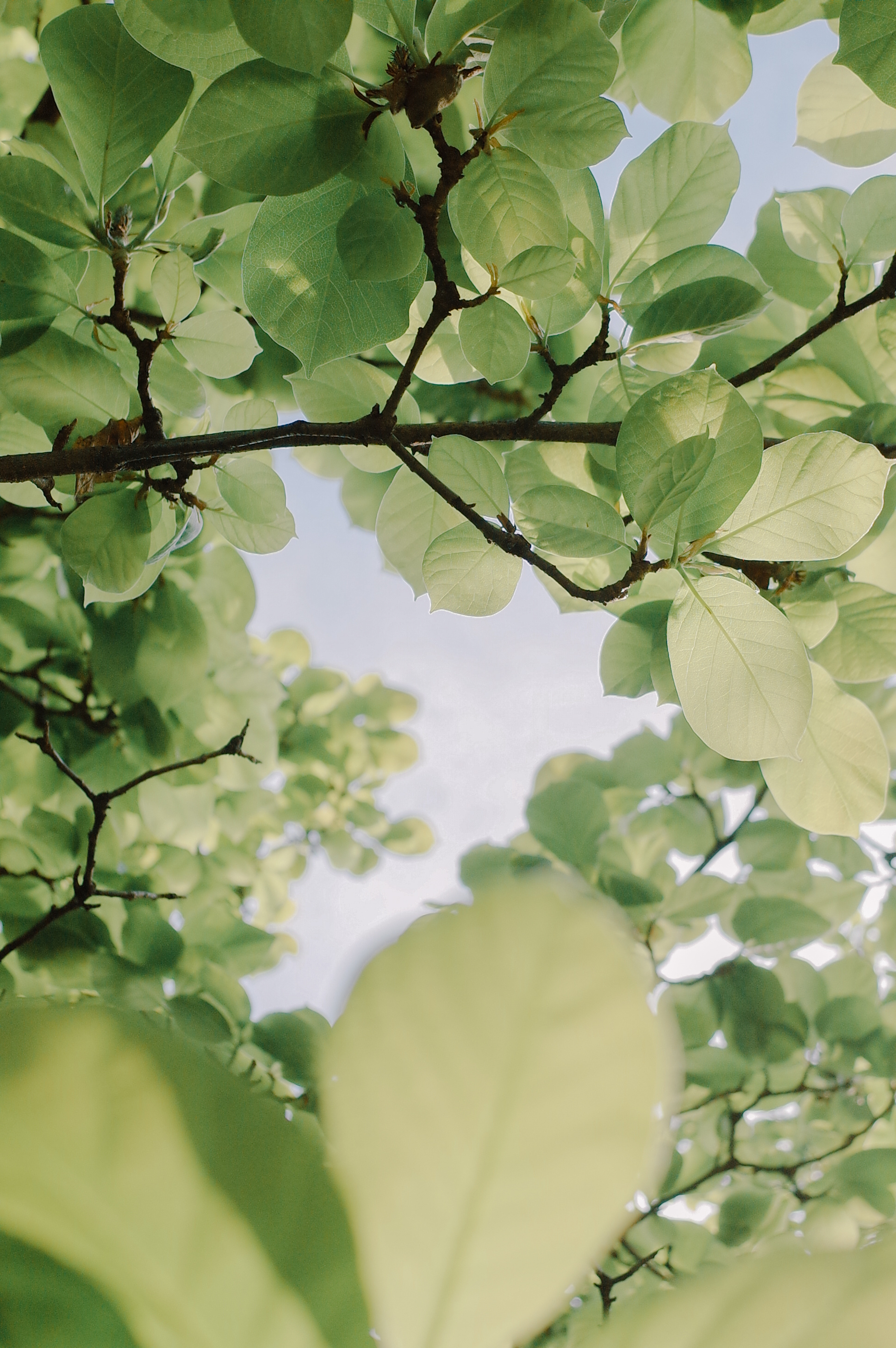 树木一片旺绿,闭眼便觉春风. 摄影