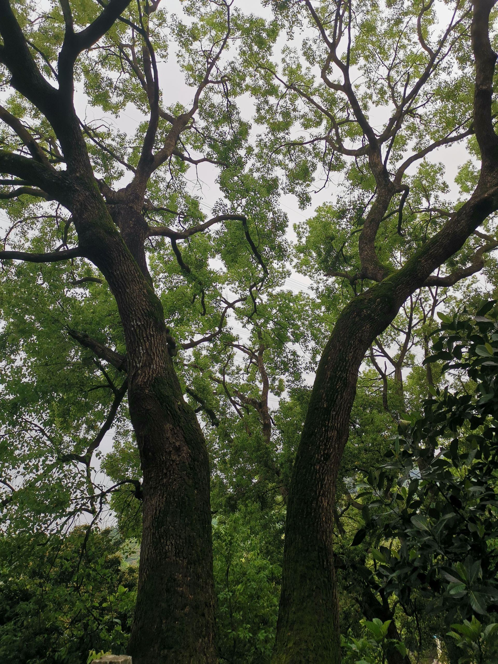 防患未然！凤凰街道开展清明假期森林防火检查休闲区蓝鸢梦想 - Www.slyday.coM