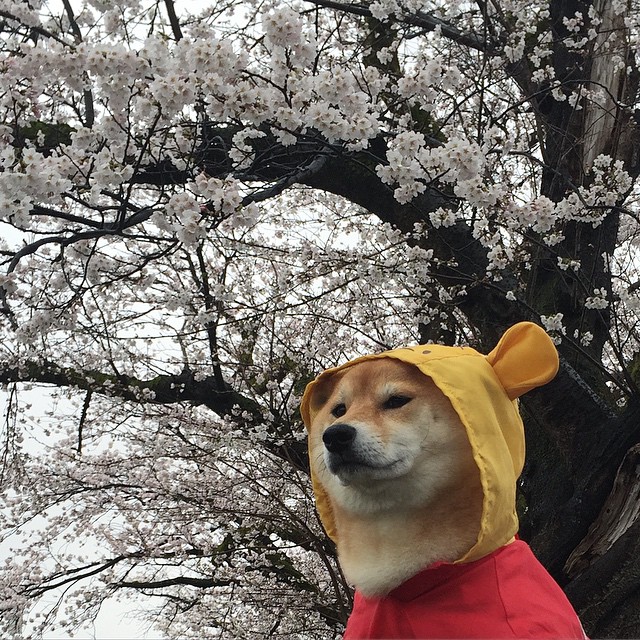 蠢萌蠢萌的小柴犬