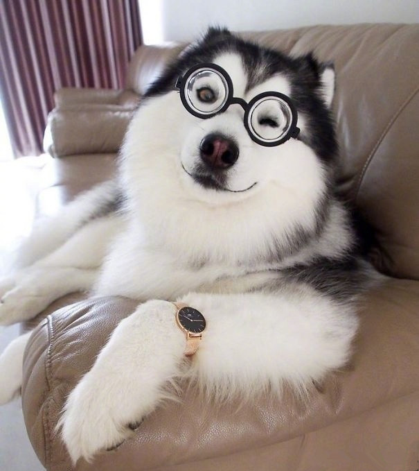 一只长得萌萌的二哈,超可爱,竟然有点被它的笑容撩到了