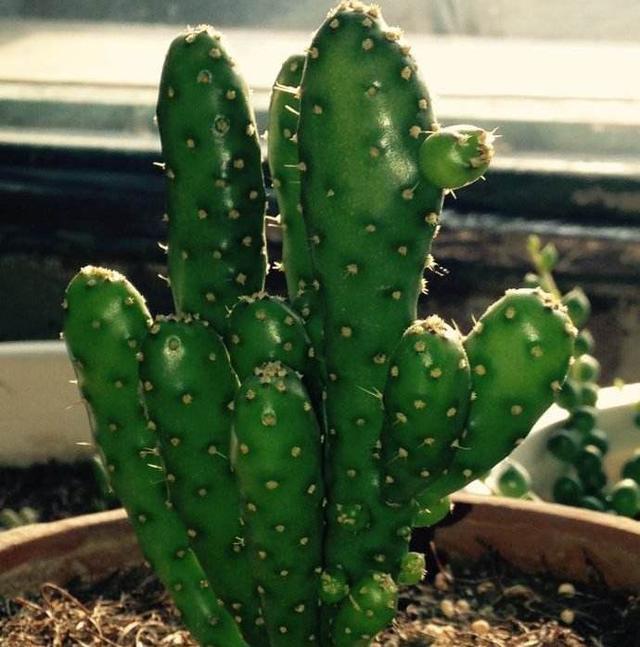 多肉中的摇钱树姬珊瑚这么养活力无限青春永驻