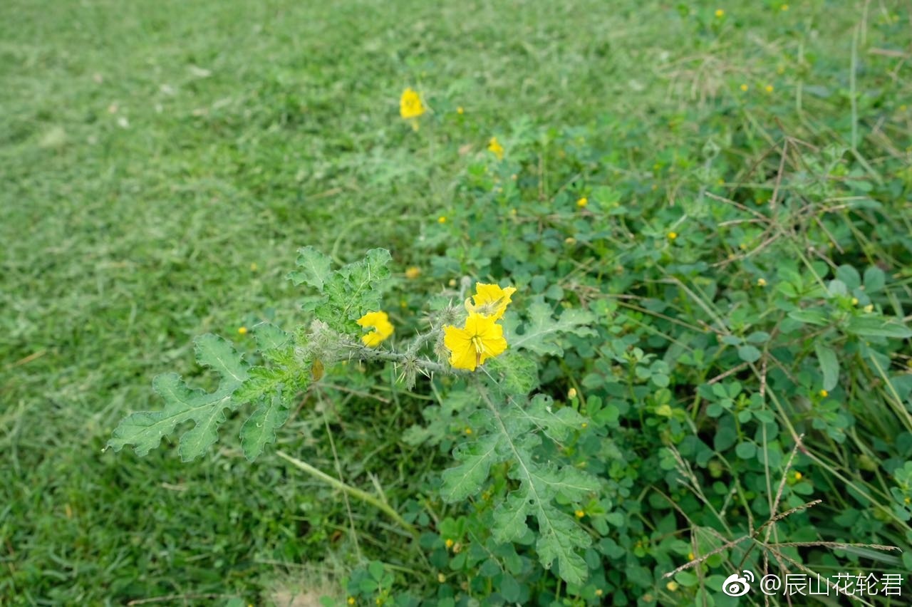 外来生物入侵真的很可怕 它会破坏本土动植物 而且繁殖能力较强 外来生物入侵真的很可怕 它会破坏本土动植物 而且繁殖能力较强