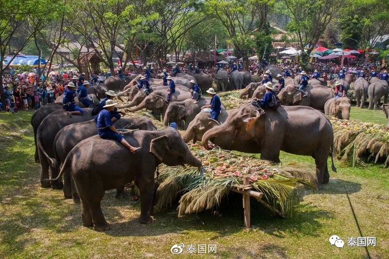 中国游客不来泰国上千头大象要饿死了