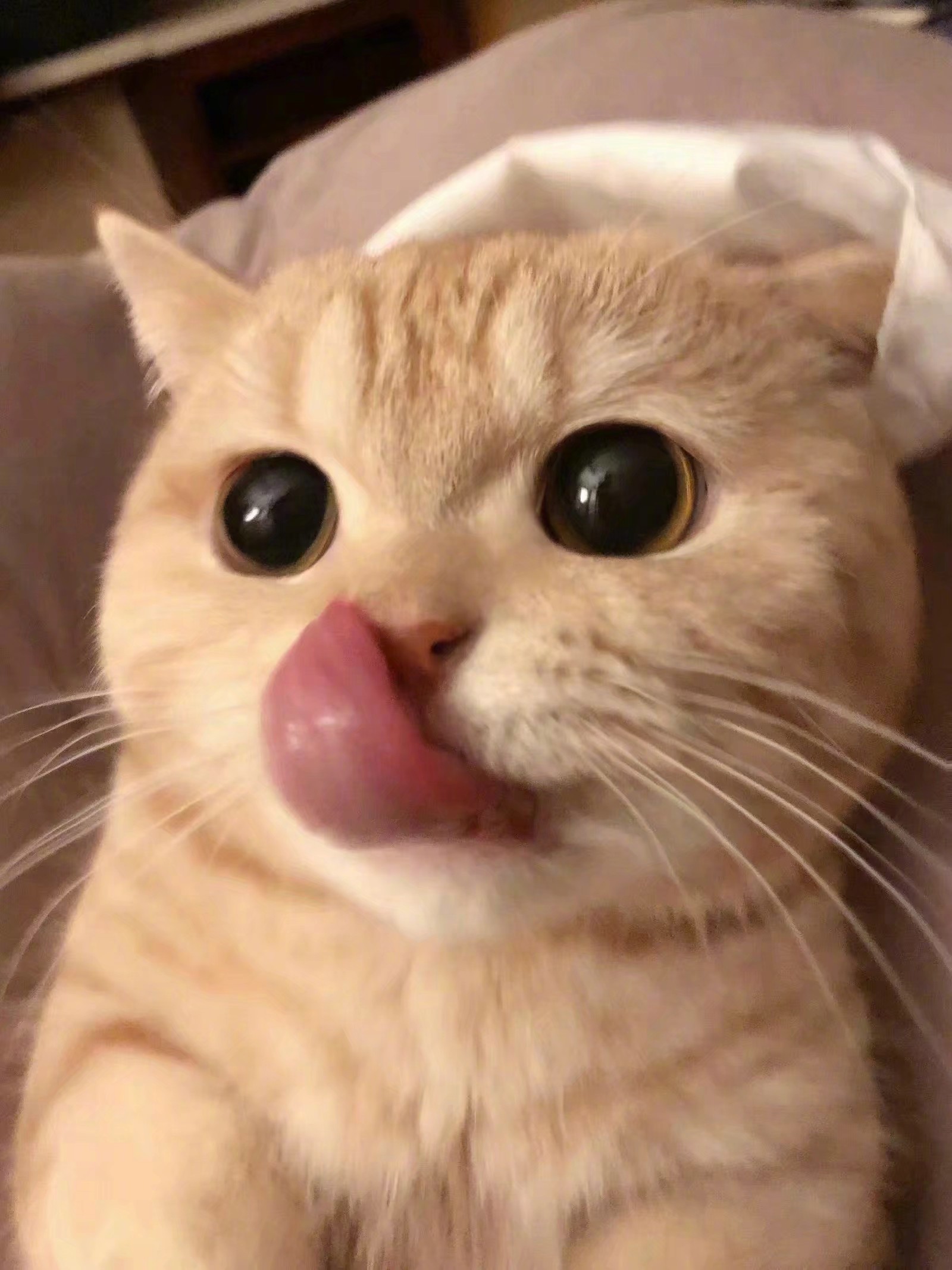 谁家的可爱猫猫啊啊啊啊啊 高清图集 新浪网 谁家的可爱猫猫啊啊啊啊啊 高清图集 新浪网