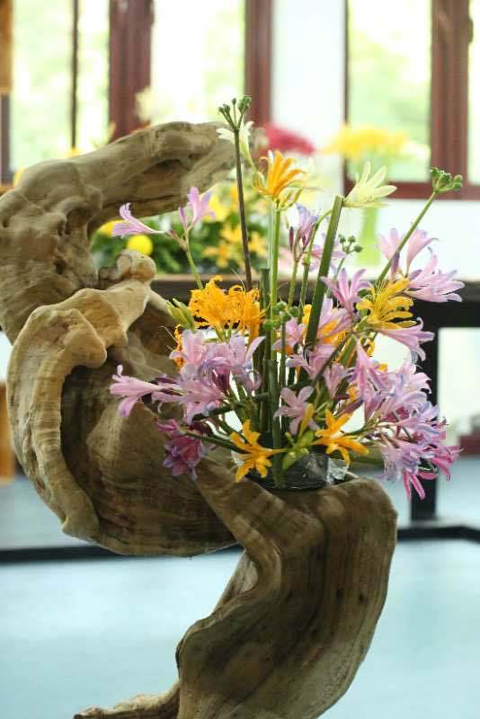 短蕊石蒜……8月5日至10日,南京中山植物园举办首届石蒜插花文化展