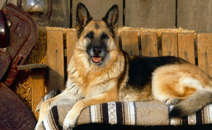 这7点,导致养的人越来越少|牧羊犬|狗狗|德牧_新浪新闻