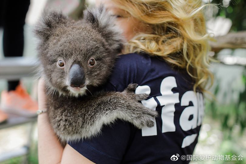 在国际爱护动物基金会 全球员工中女性占65 在国际爱护动物基金会 全球员工中女性占65