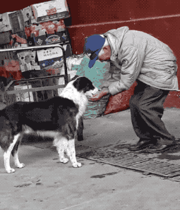 好心投喂了一个月的流浪狗意外咬伤他人，男子被邻居告上法庭！休闲区蓝鸢梦想 - Www.slyday.coM