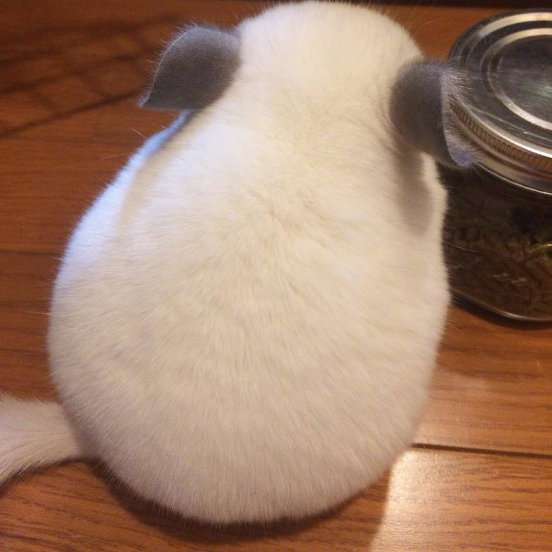 被这个小白团子萌晕过去了,忍不住想戳戳 .