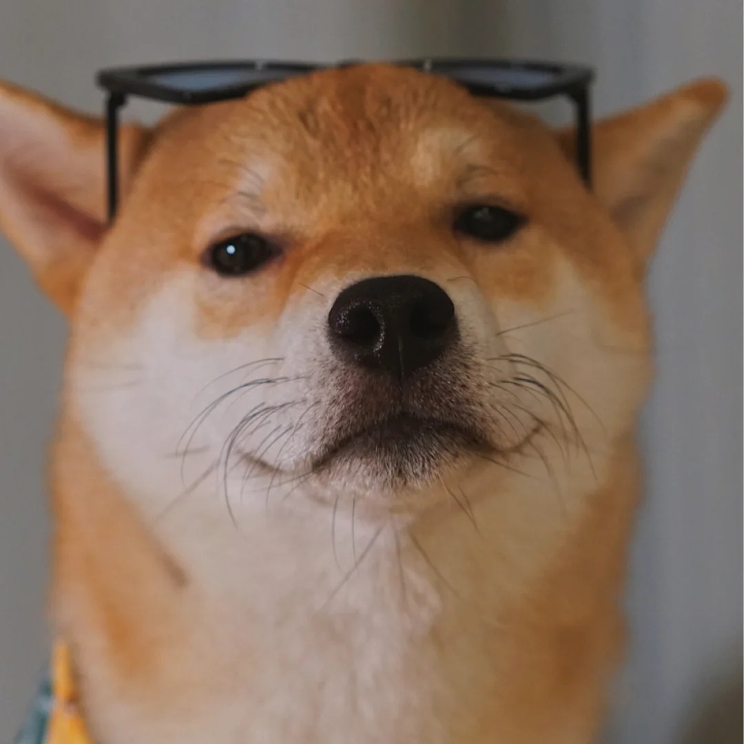 狗勾自拍头像