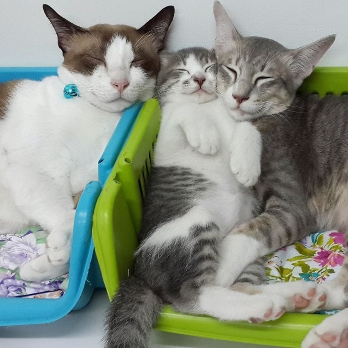 猫咪一家三口好和谐._高清图集_新浪网