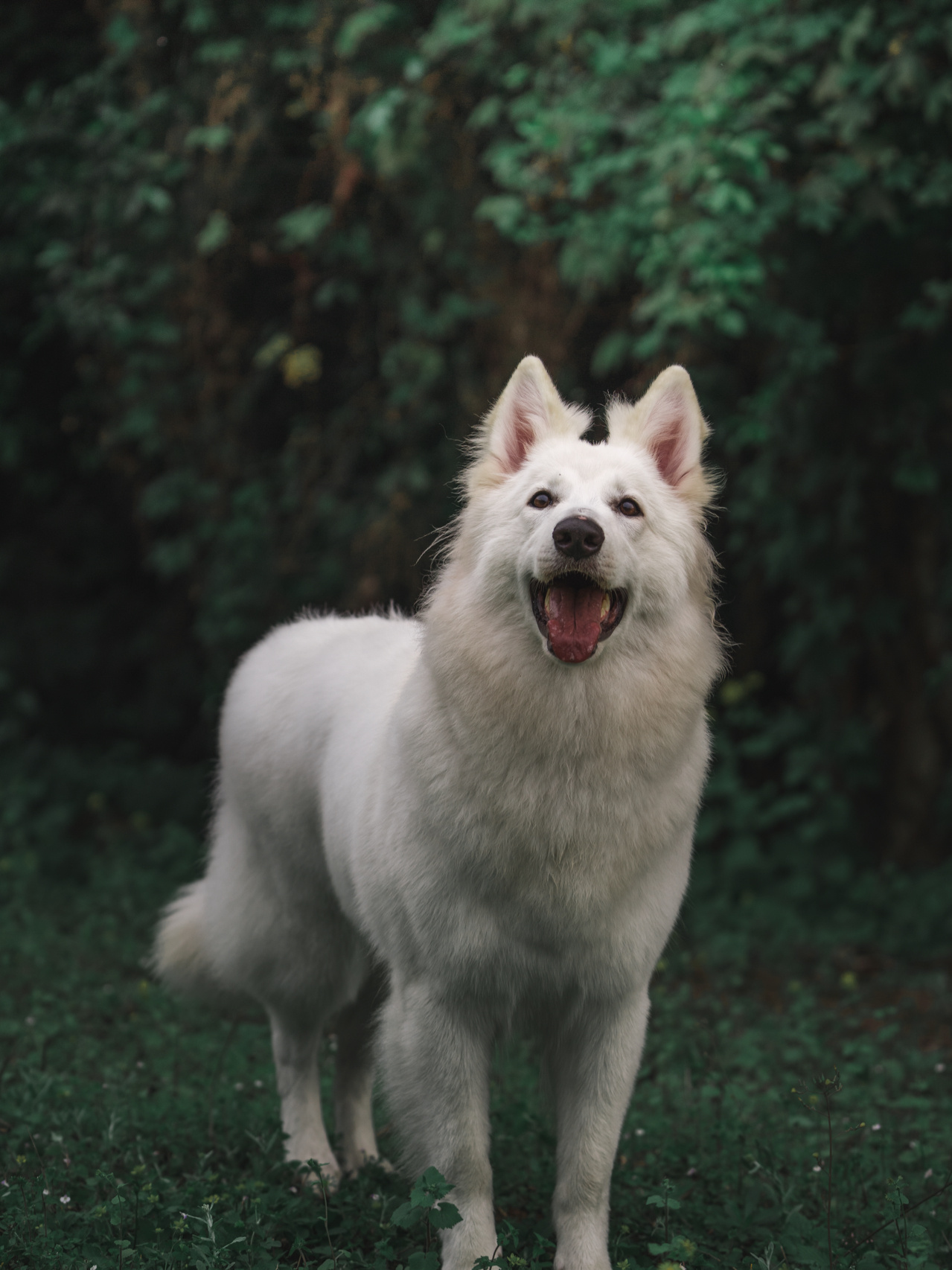 瑞士牧羊犬 太帅了太帅了 cr:拍狗的丸子_高清图集_新浪网