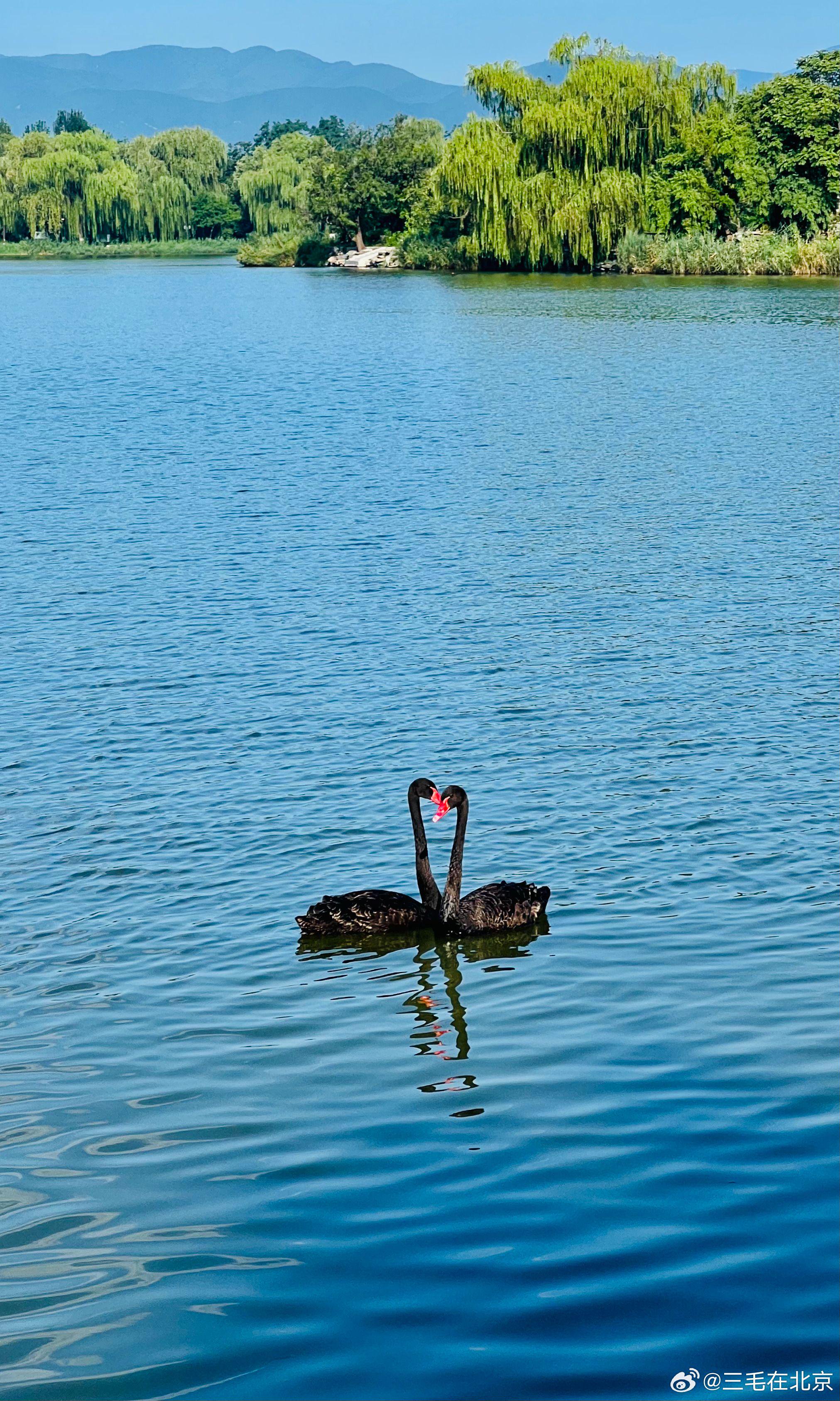 北京圆明园福海天鹅湖美景摄影