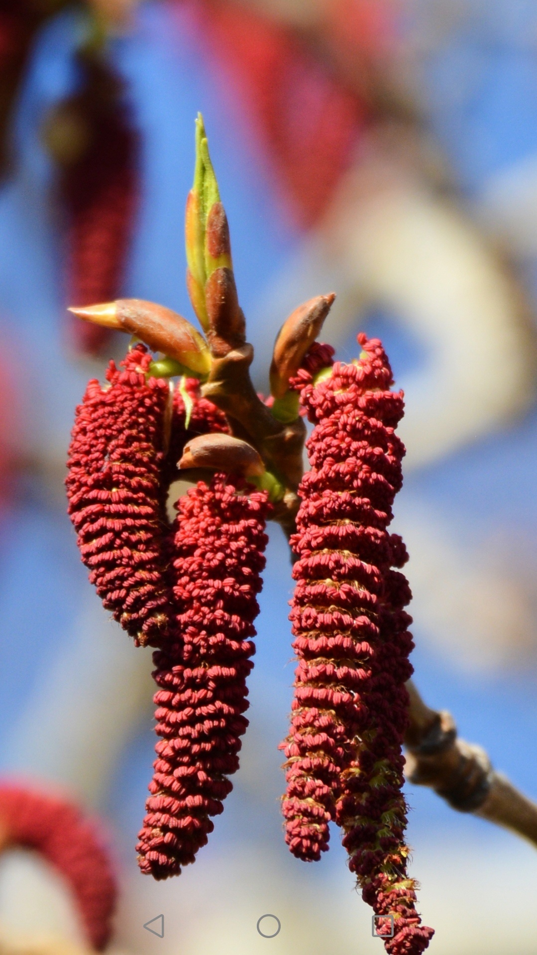 近距离观看加拿大杨树的红花穗……_高清图集_新浪网