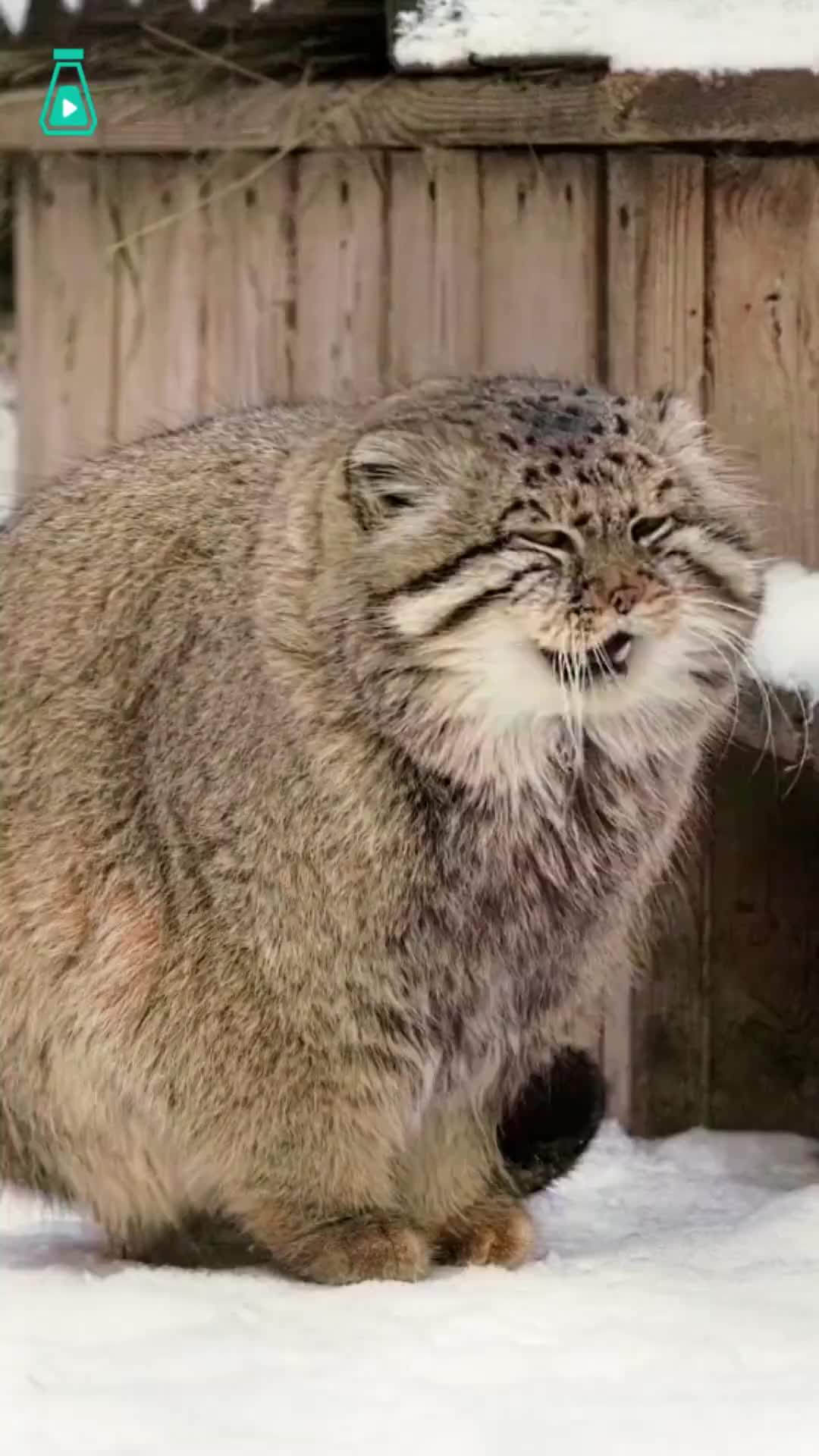 雪地里毛茸茸的兔狲小jiojio冻得无处可放只能踩尾巴了