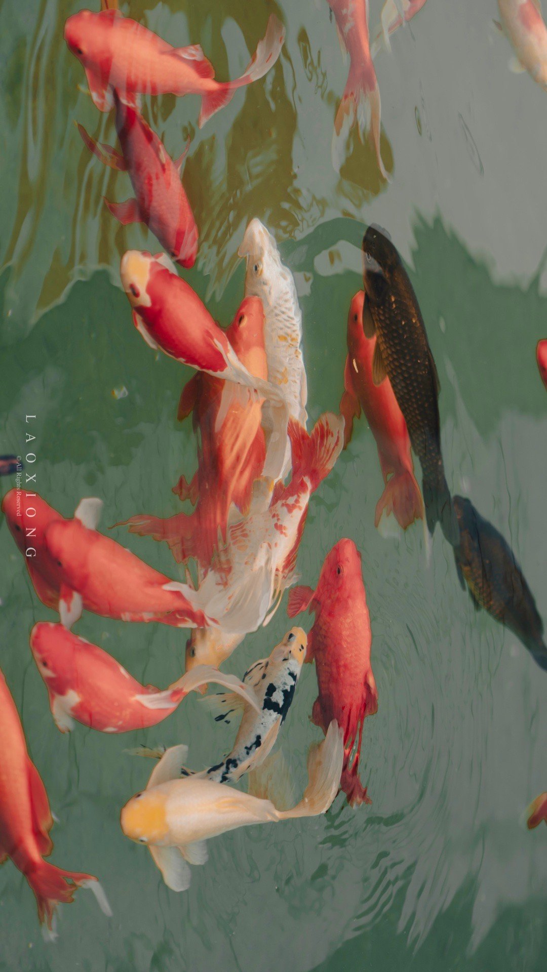 愿你:锦鲤附体,好运连连!_高清图集_新浪网