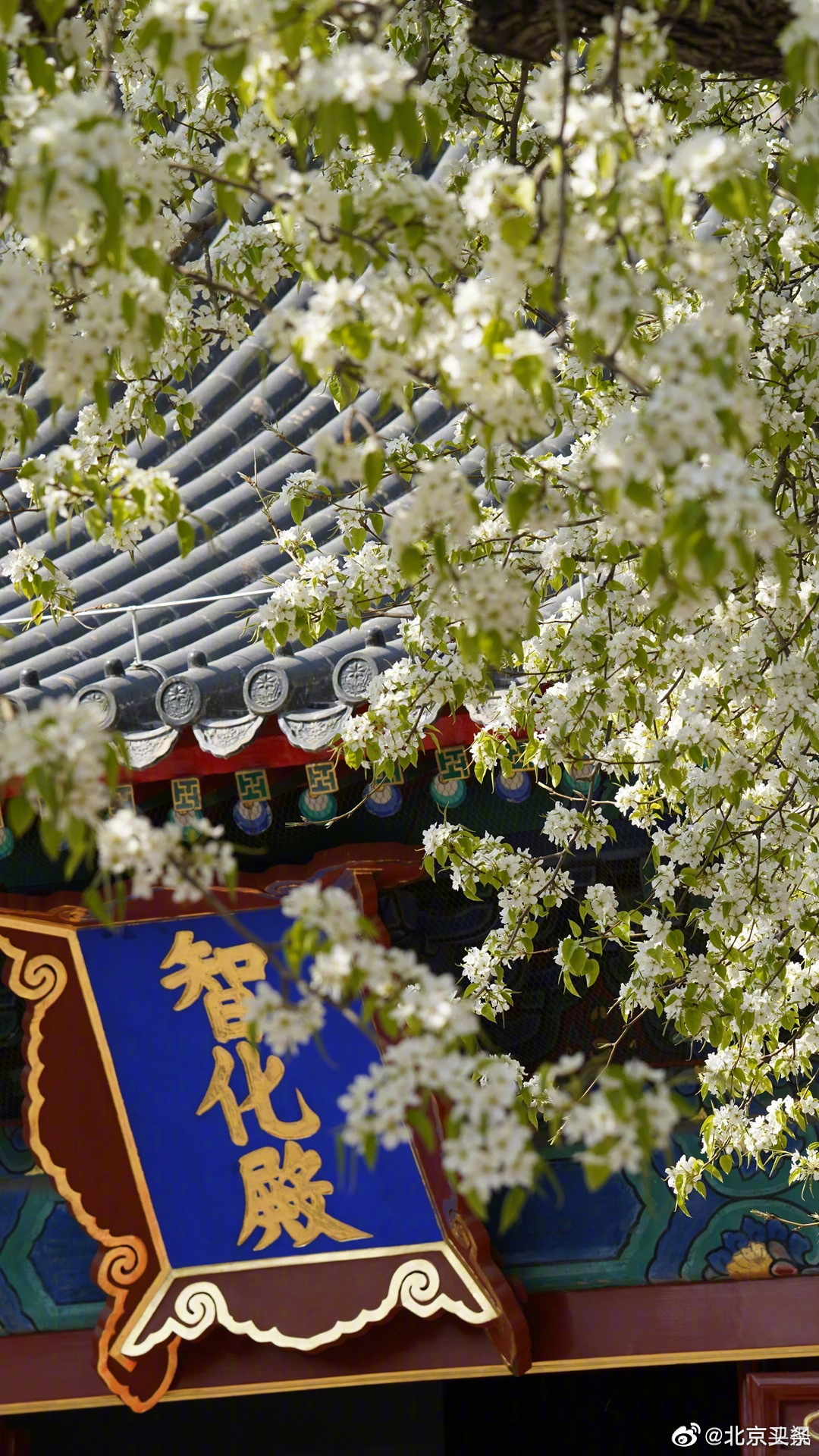 梨花淡白柳深青,春日时光,梨花竞相绽放,花期不等人……