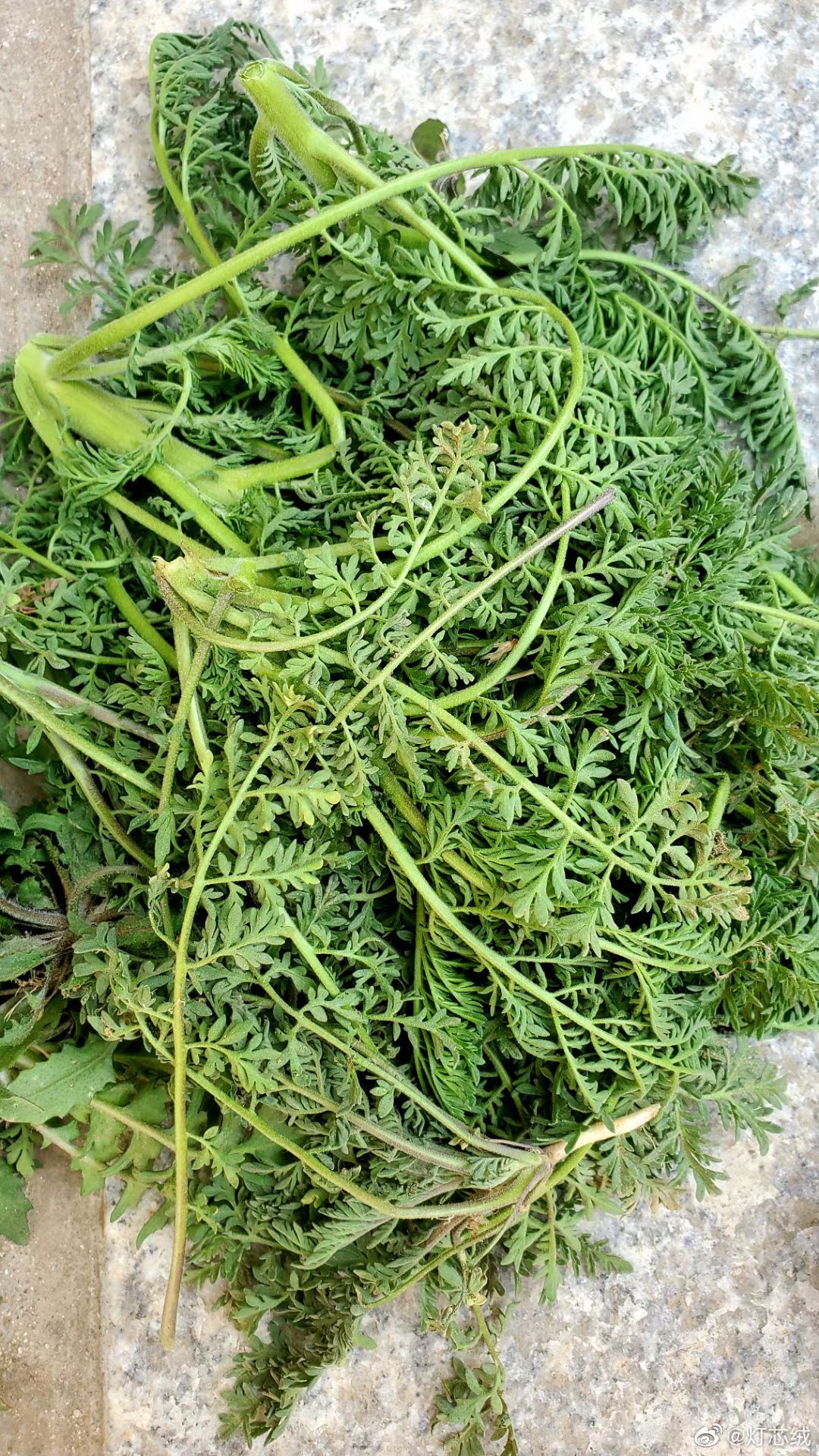 看图识野菜: 1,67荠菜 2,67麦蒿 3,67驴七口 4,67马奈子