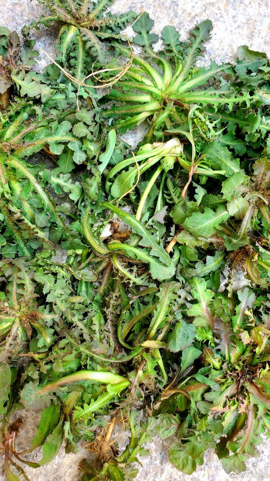 看图识野菜: 1,67荠菜 2,67麦蒿 3,67驴七口 4,67马奈子