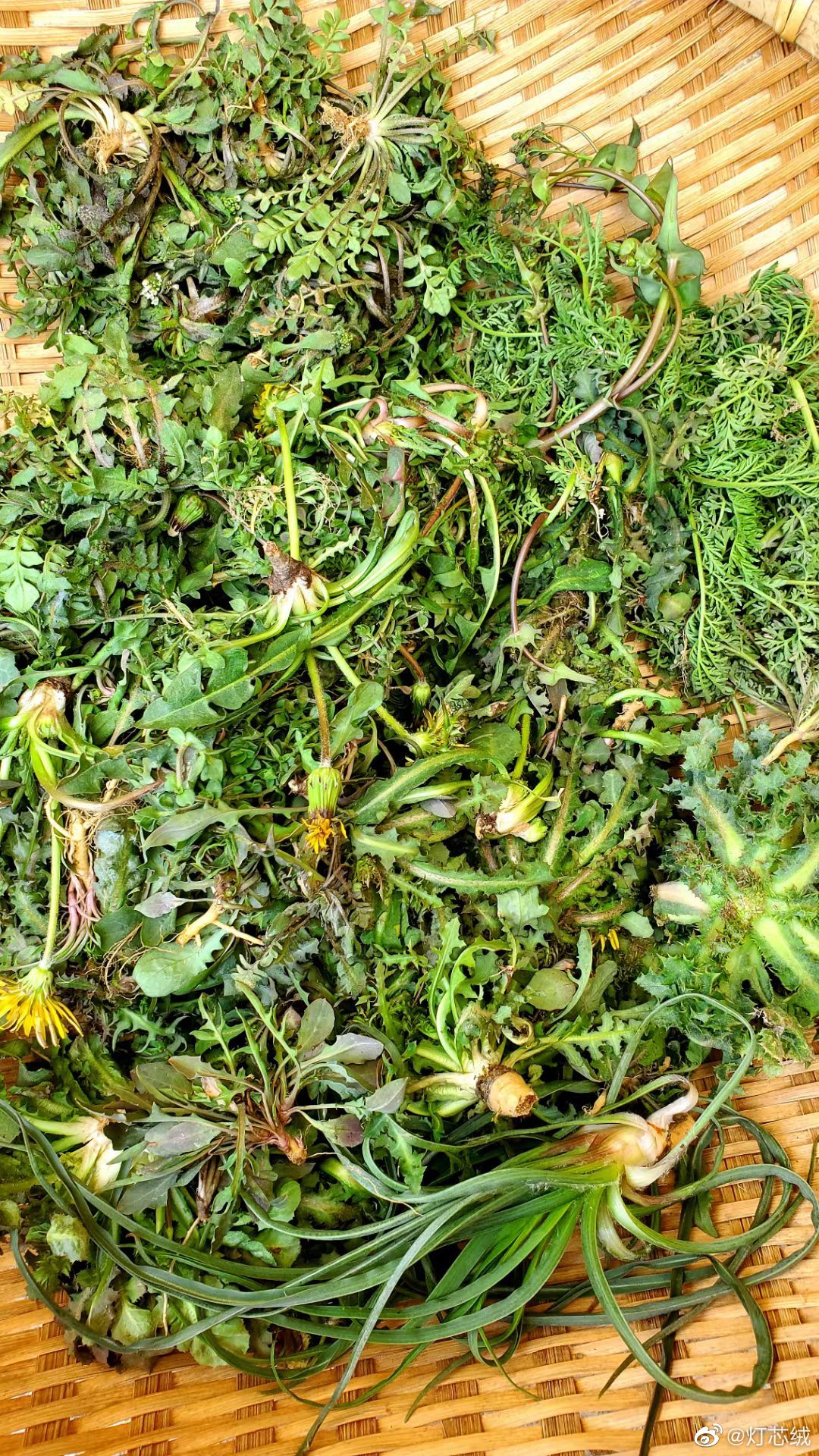 看图识野菜: 1,67荠菜 2,67麦蒿 3,67驴七口 4,67马奈子
